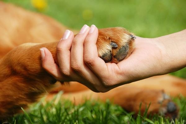 Planning for your pets