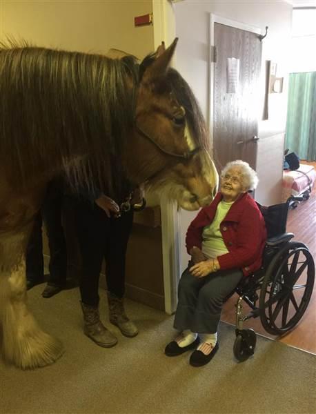 Neigh Neigh the Clydesdale horse meets a nursing home resident