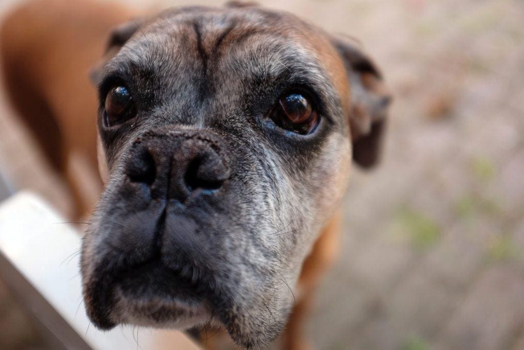 Michigan Dog on Hospice