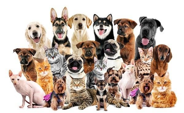 Estate Planning and Pets