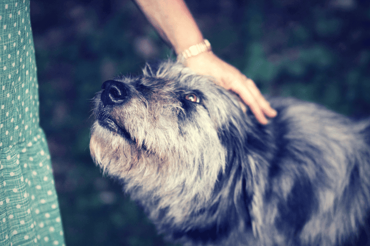 Study Finds Dog Owners Are More Active